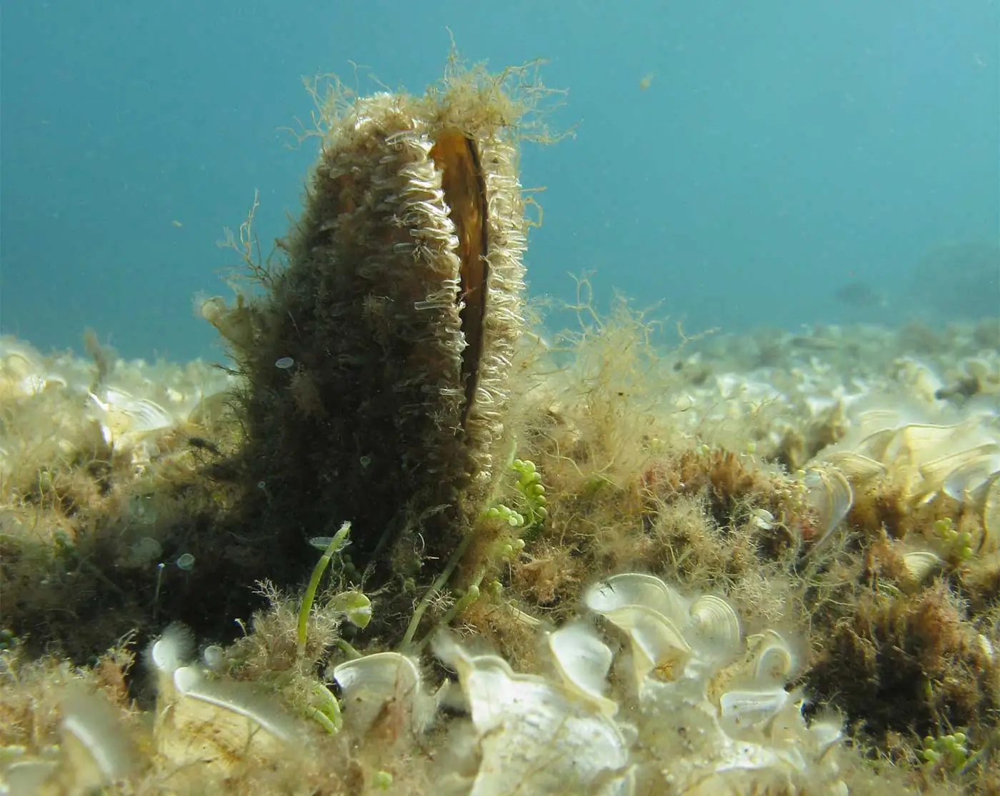 Foto-Pinna-Daniele-Grech-per-Triton